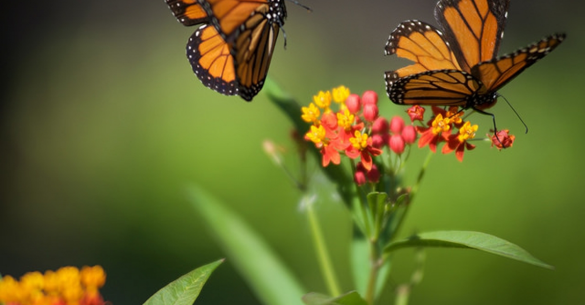 Feds Providing Help To Improve Monarch Butterfly Habitat Wisconsin
